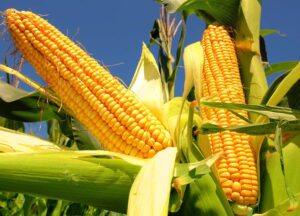 Lee más sobre el artículo Argentina atraviesa un momento histórico para el cultivo de maíz